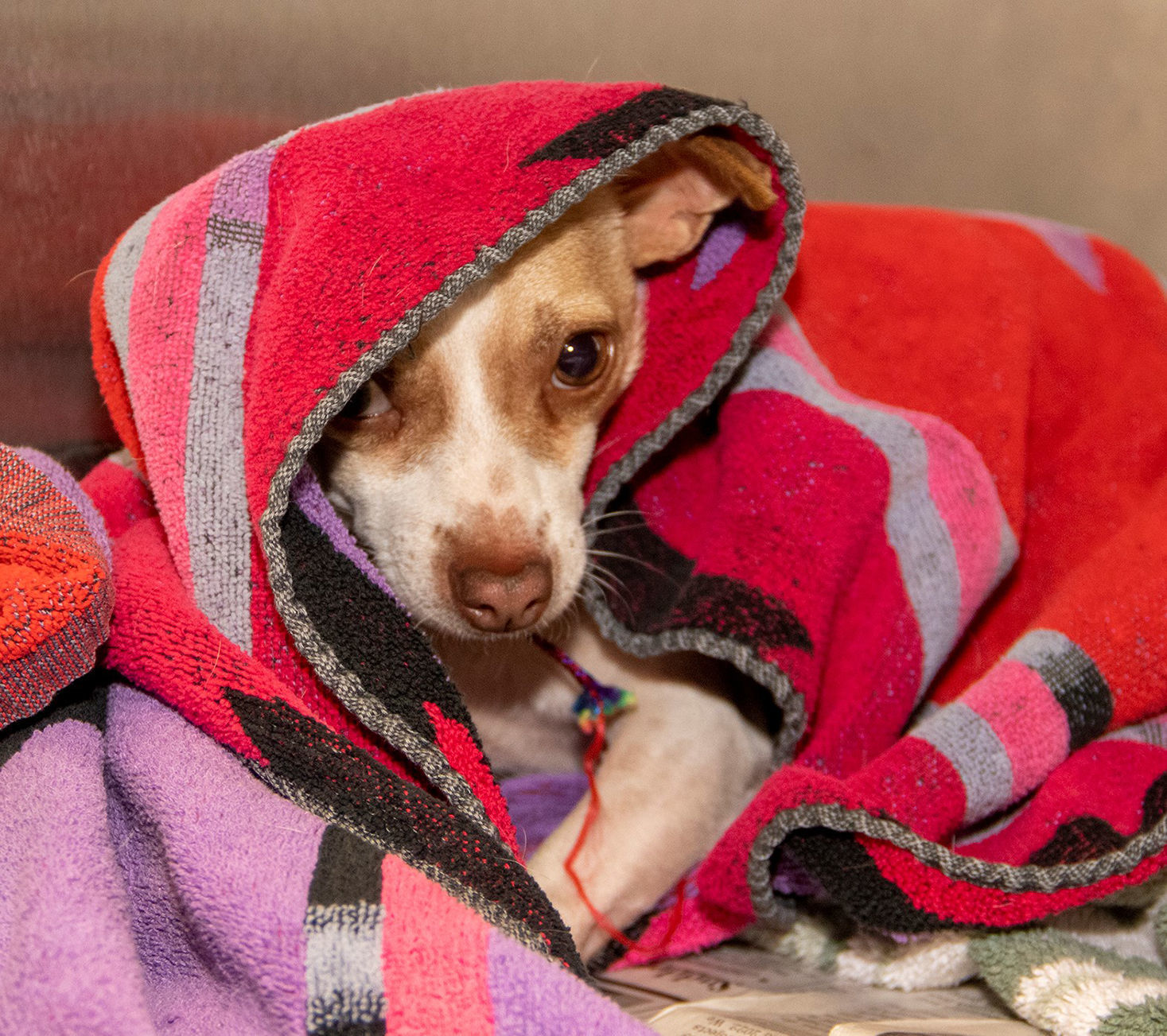 Pet of the week: Oscar